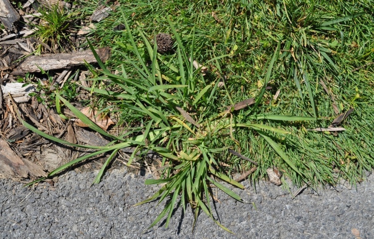 Crabgrass - Een Gemeenschappelijke Onkruid Dat eruit Ziet Als Gras