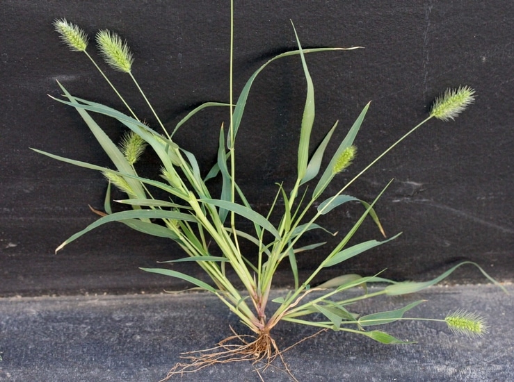 Green Foxtail - yleinen ruoho, joka näyttää Ruoholta