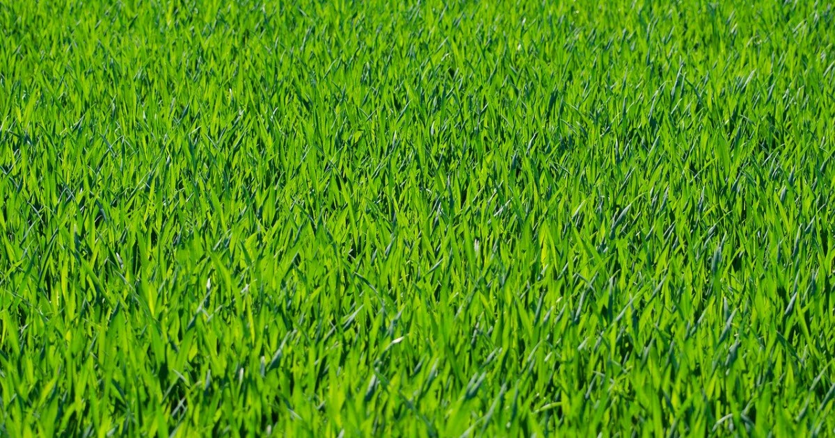 How Fast Does Zoysia Grass Spread