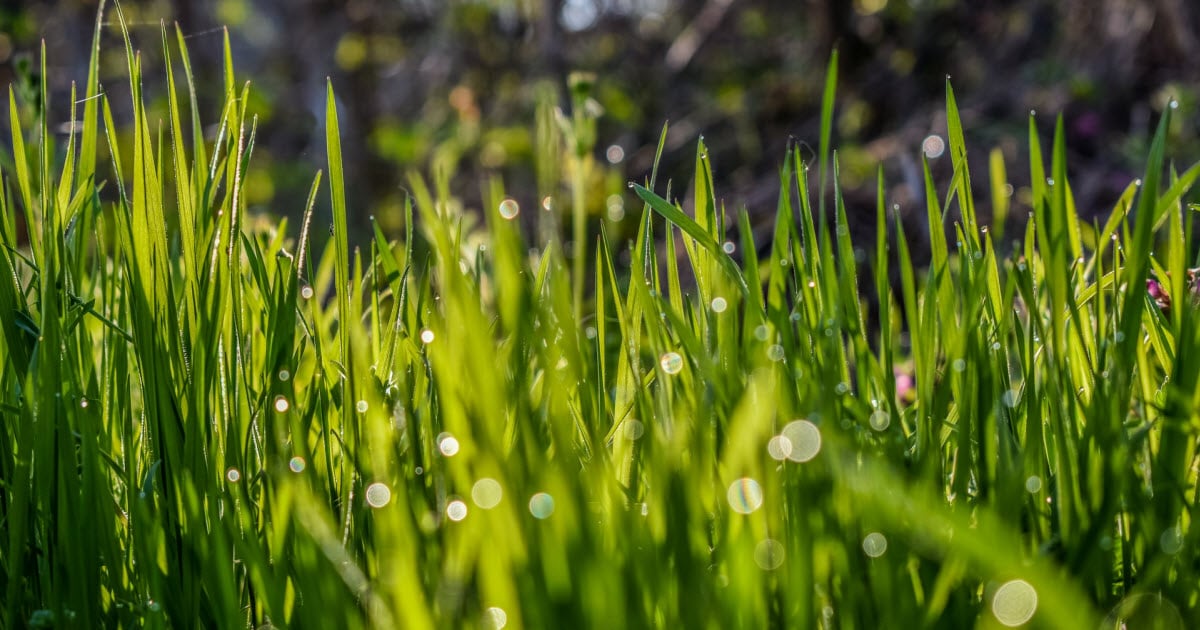 How Long Does It Take Grass Seed To Grow In October