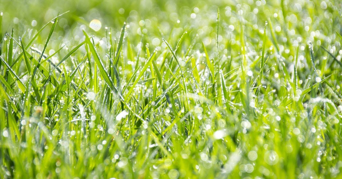 How to Fix Patchy Grass