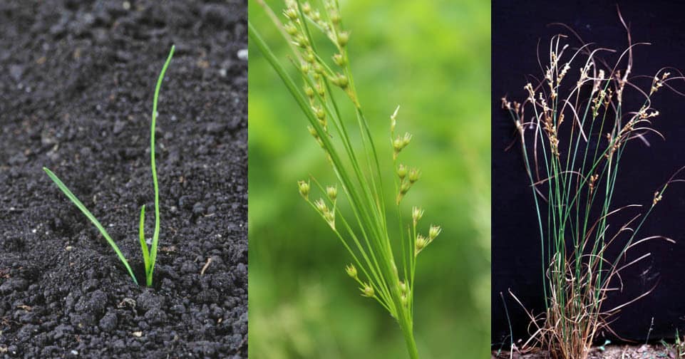 Ruée élancée à 3 stades de Maturité - Mauvaise herbe qui ressemble à de l'herbe