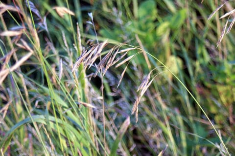 Bromegrass neted