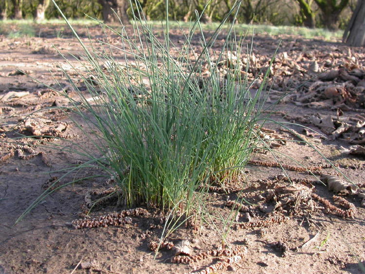 Weeds That Look Like Grass: List of Grass-Like Lawn Weeds ...