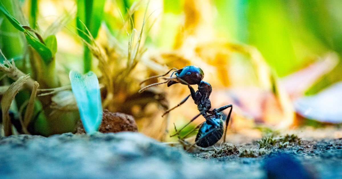 How To Get Rid Of Ants In Grass Naturally Once And For All Lawn Chick,Vegan Snacks At Target