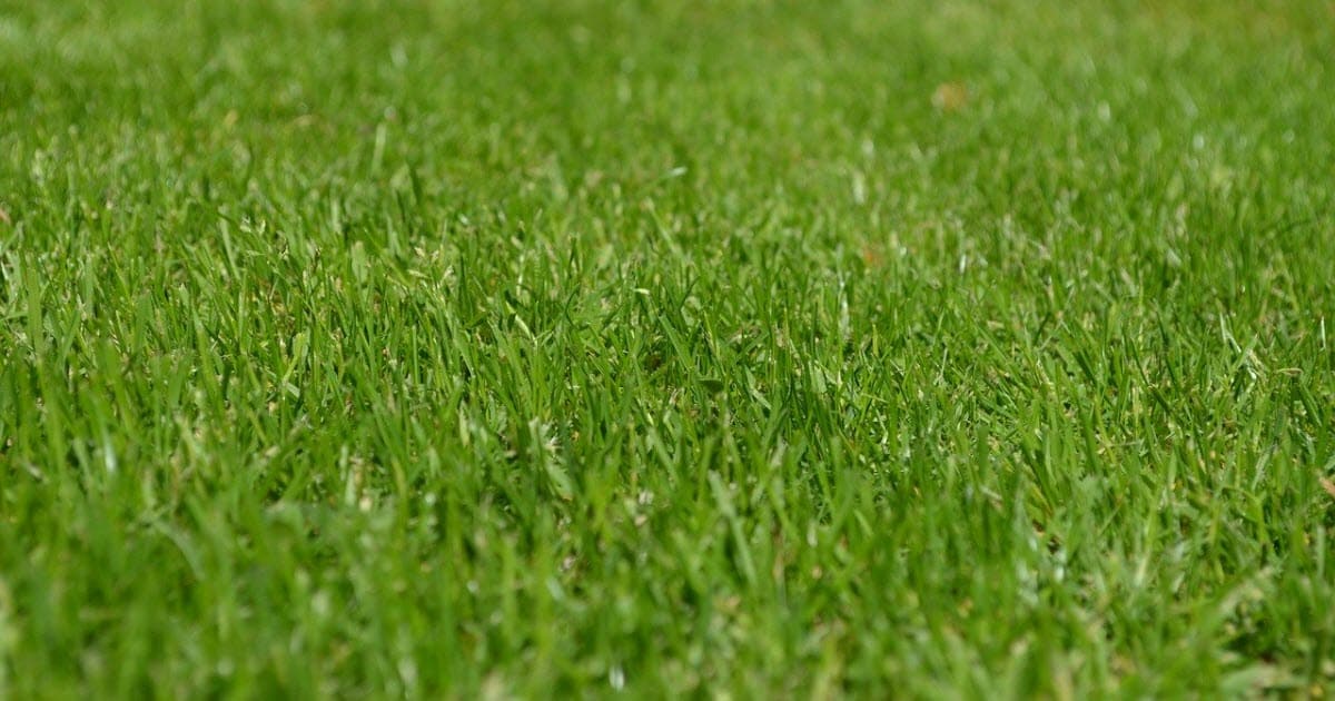 Best Grass for Sandy Soil [5 Grasses that Thrive in Sandy Lawns]