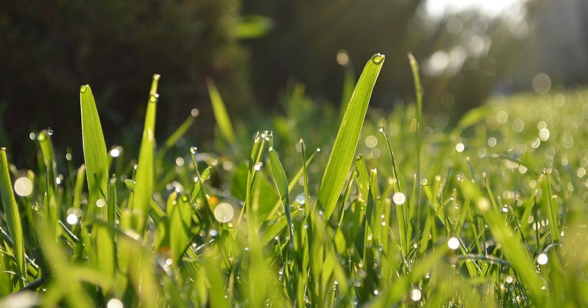 Can You Put Too Much Lime on Your Lawn