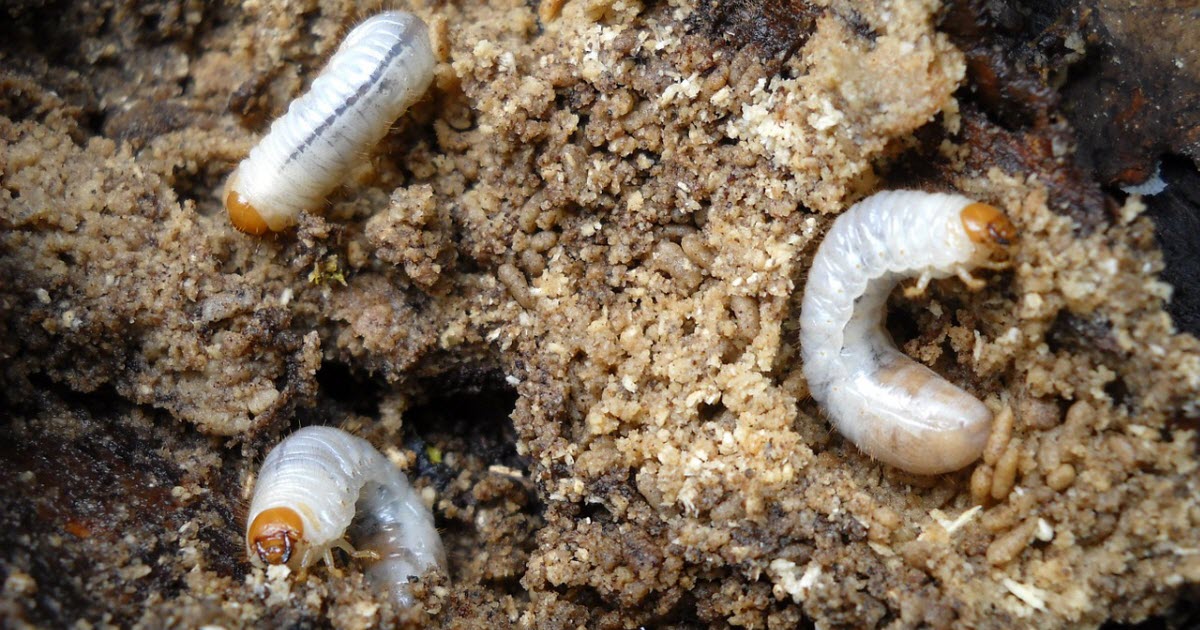 How to Get Rid of Lawn Grubs