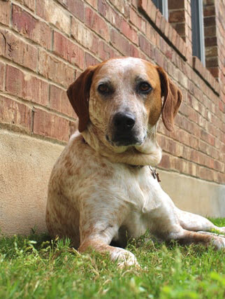 How to Grow Grass with Dogs That Love to Destroy It | Lawn Chick