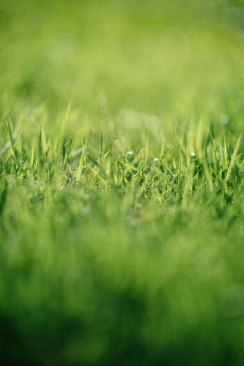 history of lawns in america