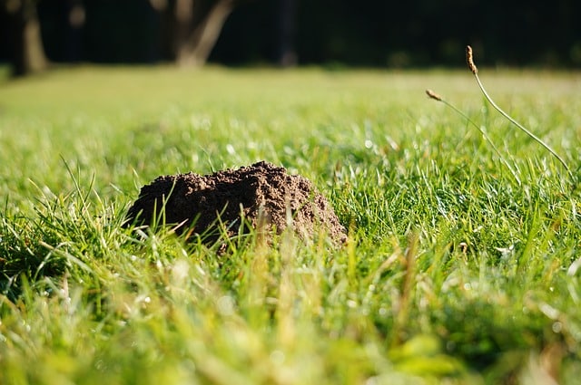 How To Get Rid Of Moles In Yard Once For All Lawn Chick   How To Get Rid Of Moles In Lawn 