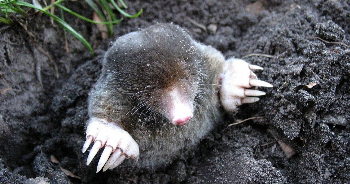 How to Get Rid of Moles in Yard