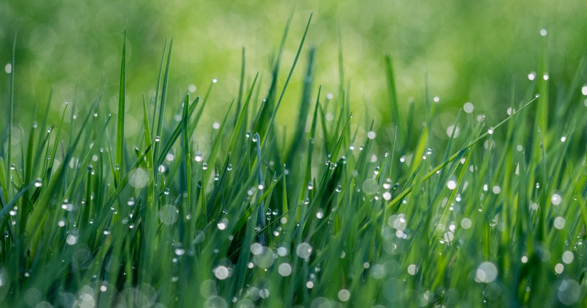 Best Time to Fertilize Lawn Before or After Rain