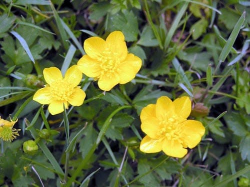 buttercup weed in lawn