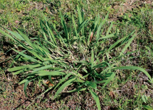 Lawn Weed Identification Photos Descriptions And Best Treatments