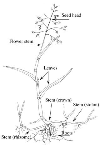 Rhizome Grass: What is it? (and why it's so awesome) | Lawn Chick