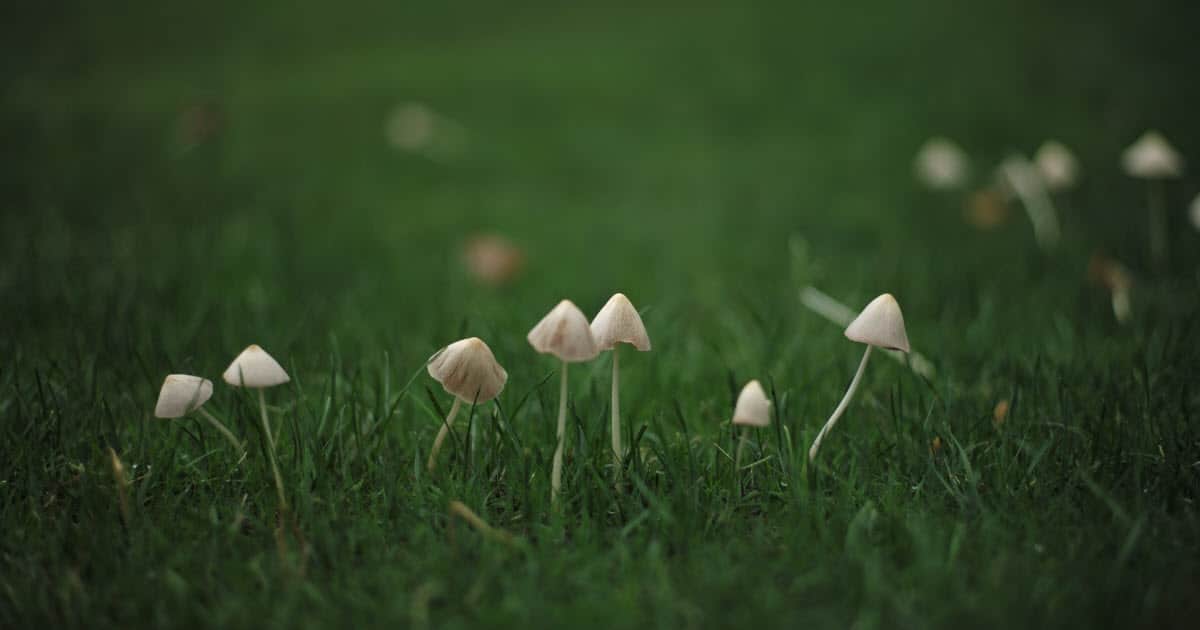 can dogs eat mushrooms in the yard