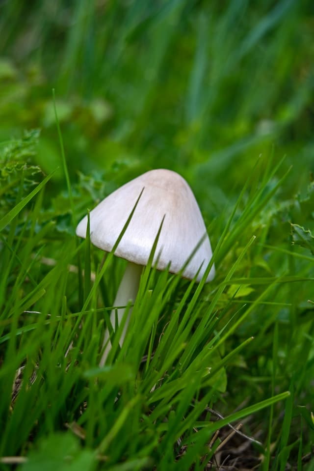 How to Get Rid of Mushrooms in Yard Once and For All ...