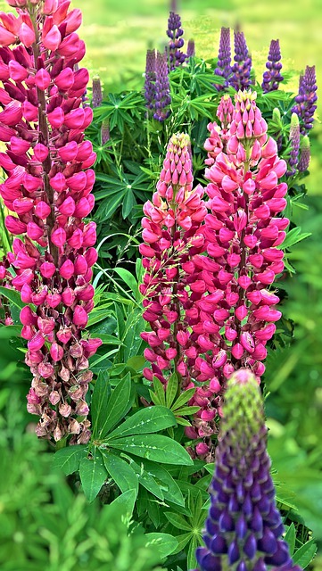 Erweitern Sie Ihren Sandrasen mit einem Staudengarten