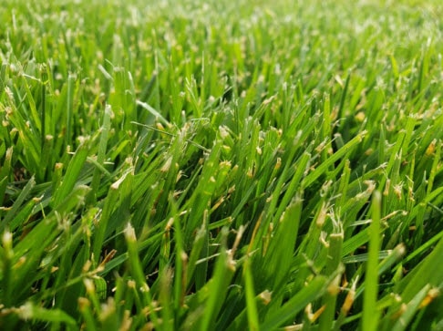 Type de gazon Fescue haute