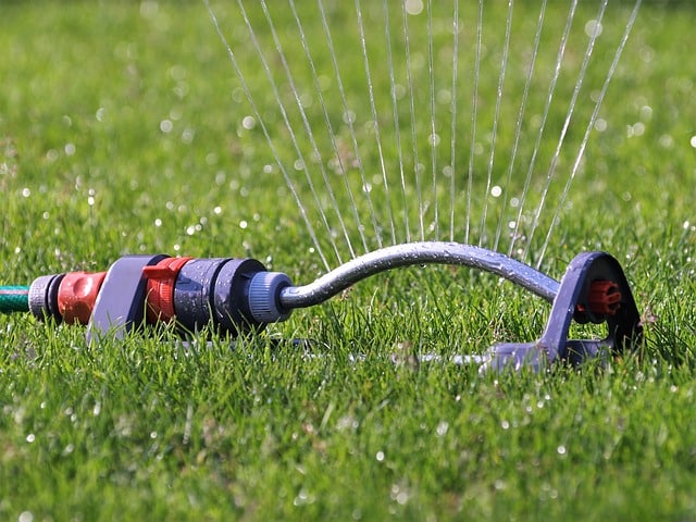 Water graszaad in een gazon met zandige bodem