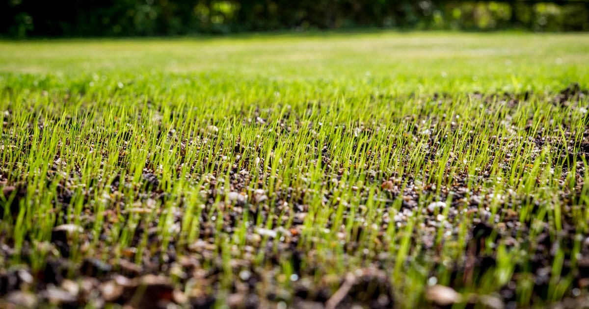 How Cold is Too Cold to Plant Grass Seed