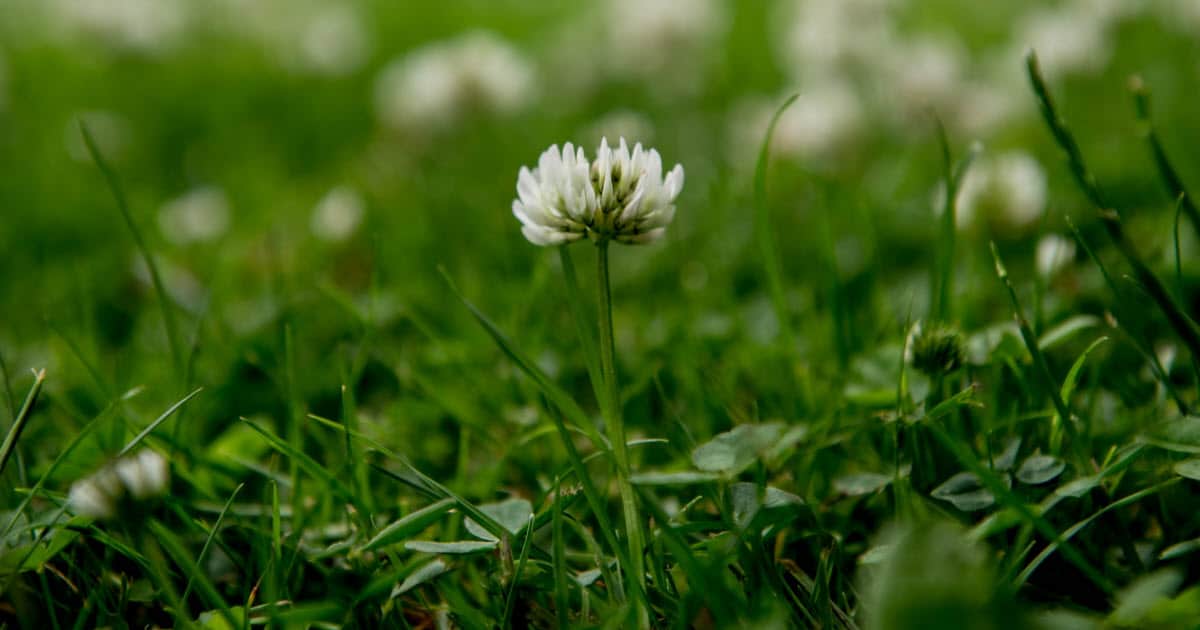 Is Clover Good for Your Lawn