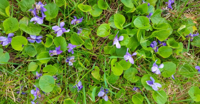 What are the Weeds with Purple Flowers Called? [PHOTOS]