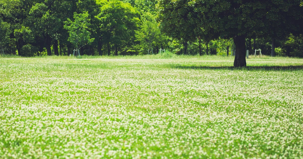 Dutch White Clover Lawn