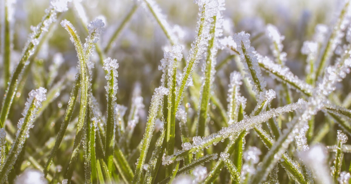 Can New Grass Seed Survive a Frost