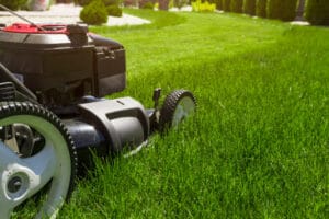 Fescue Grass for Lawns The Ultimate Guide | Lawn Chick