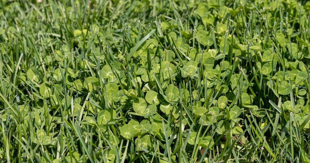 thumbnail image 2 of Clover Seed Bundle - 5 Unique Varieties For Pollinator Gardens - Non-GMO, Easy To Grow 2 of 3