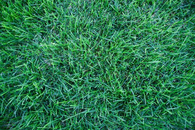 Kentucky Bluegrass For Lawns The Ultimate Guide Lawn Chick 