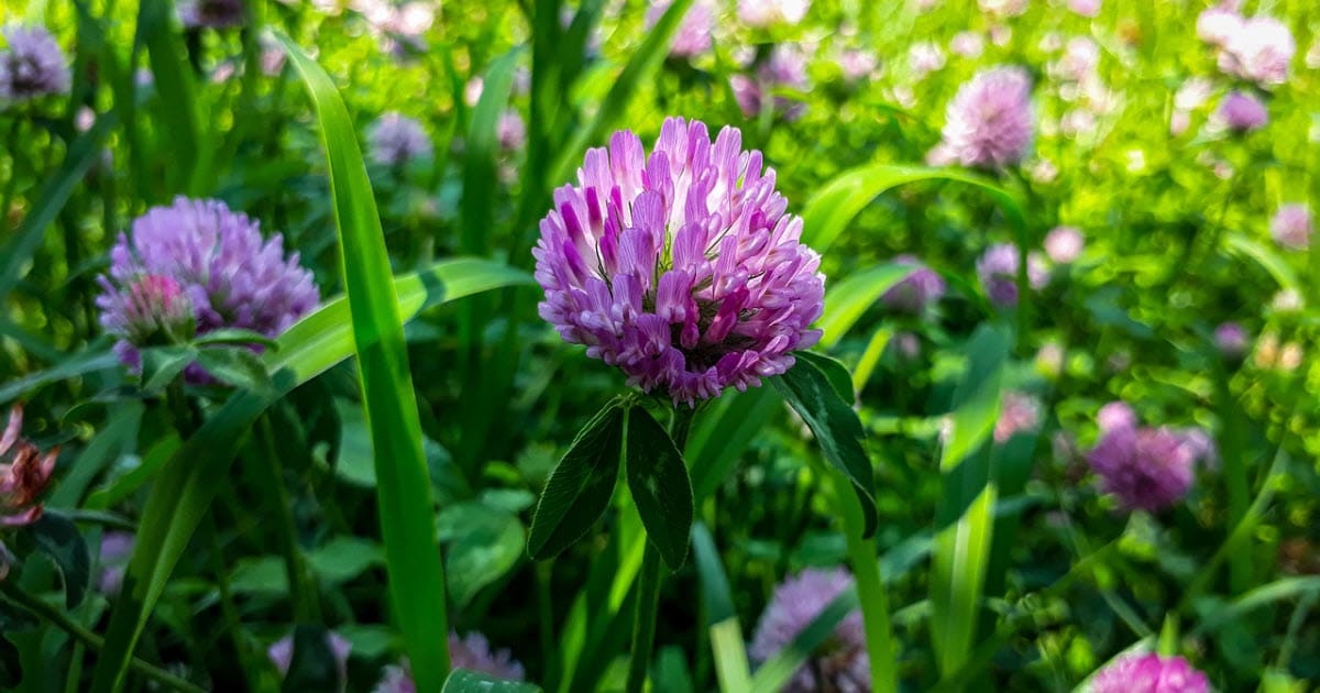 Red Clover Lawn