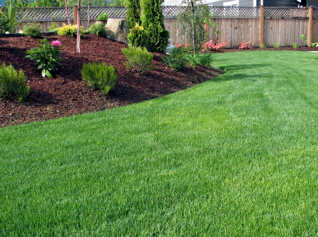 What Does Lime Do for Grass? (and why your lawn might need it)