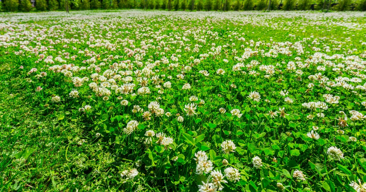 Growing a Clover Lawn