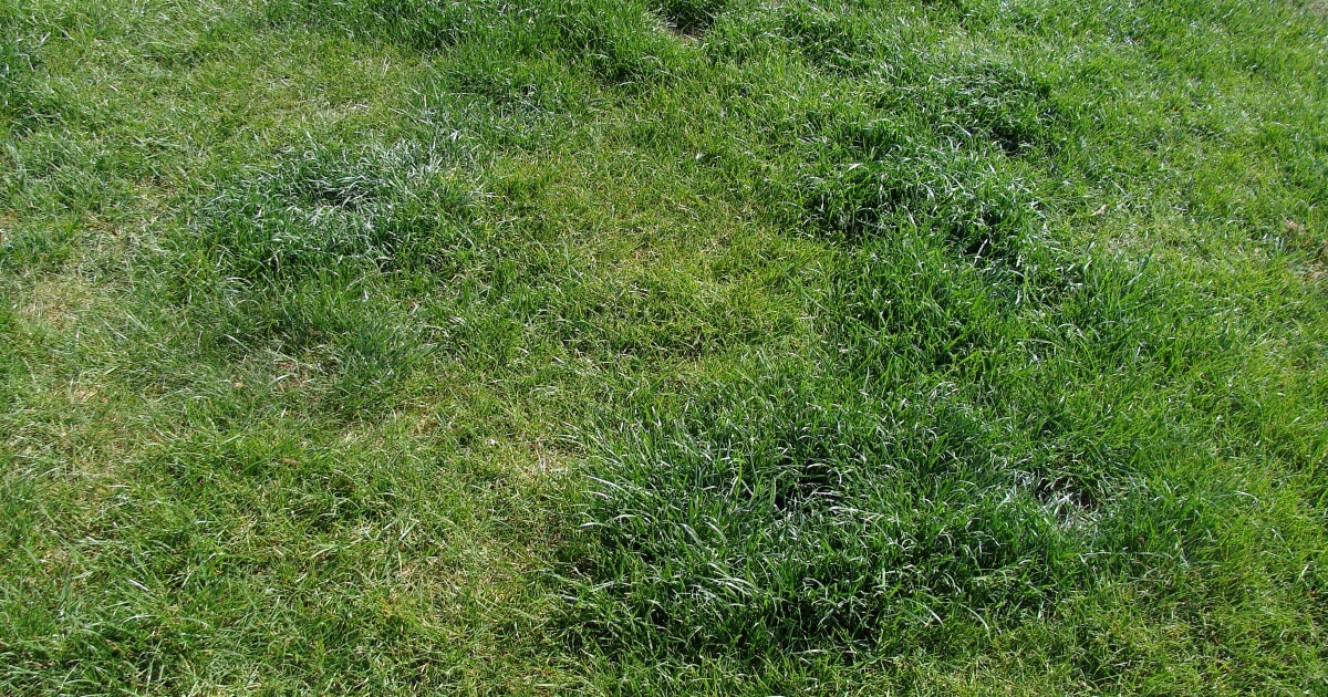 what causes lumps in my lawn
