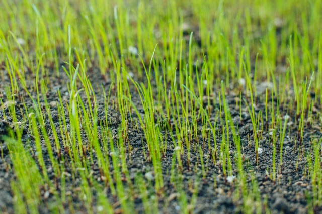 When to Plant Grass Seed in Spring (for best results) | Lawn Chick