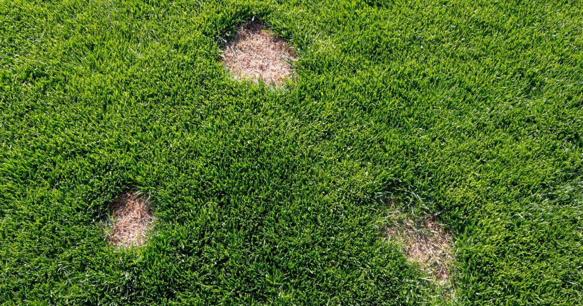 Will Grass Spread to Bare Spots