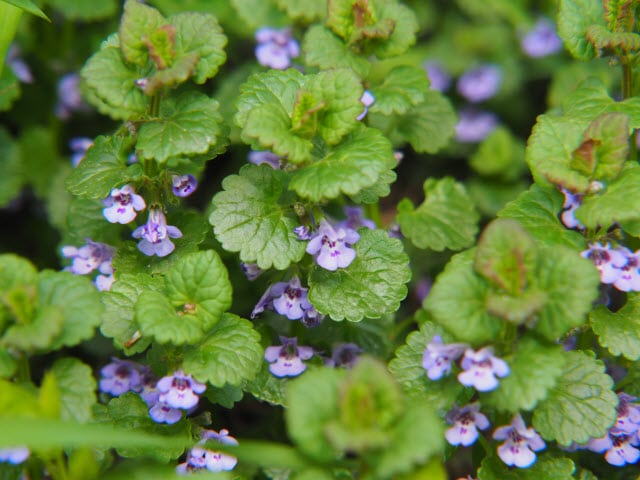 What are the Weeds with Purple Flowers Called? [PHOTOS]