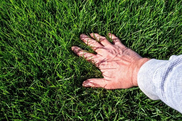 Turf Type Tall Fescue vs Kentucky Bluegrass [Comparison] | Lawn Chick