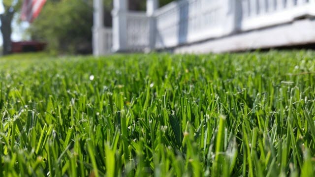 Turf Type Tall Fescue Vs Kentucky Bluegrass Comparison Lawn Chick