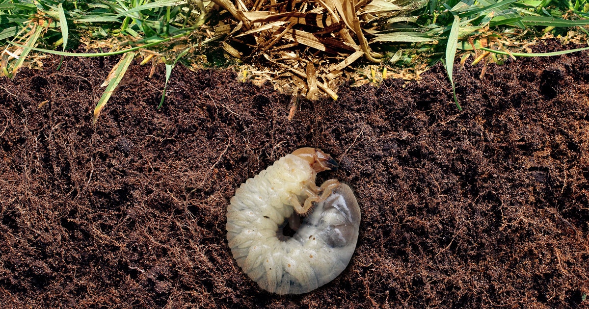 When to Apply Grub Control to Your Lawn for Best Results? 