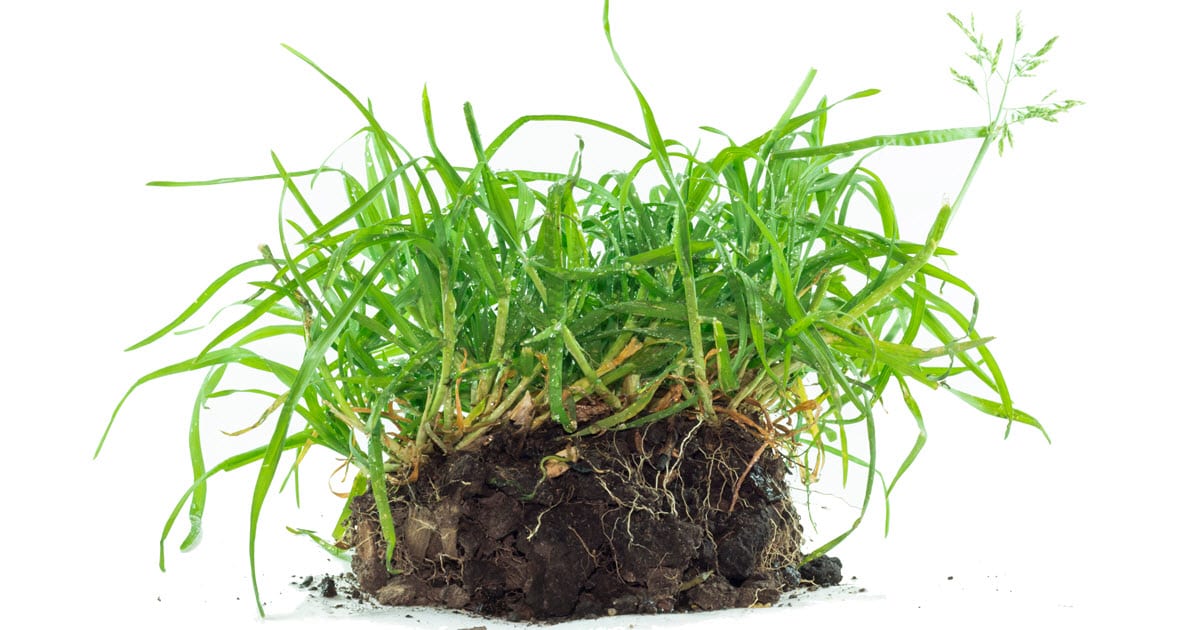 How to Get Rid of Quackgrass
