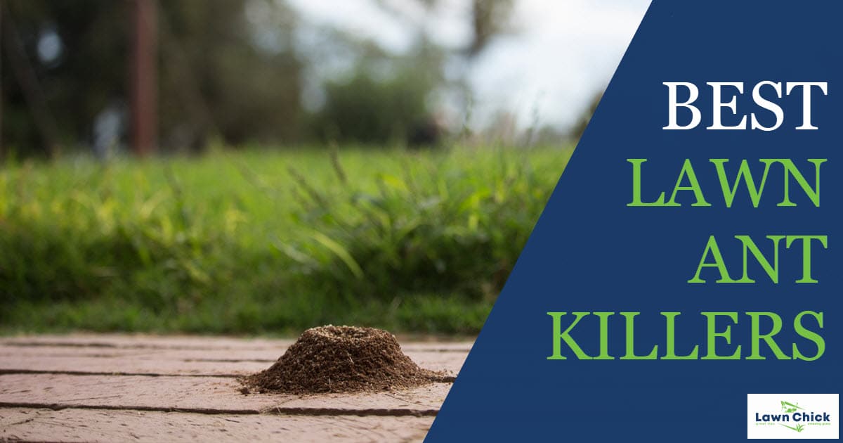 Best Lawn Ant Killer
