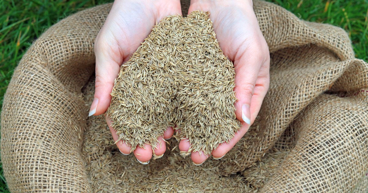 grass-seed-calculator-how-much-grass-seed-do-i-need-per-sq-ft