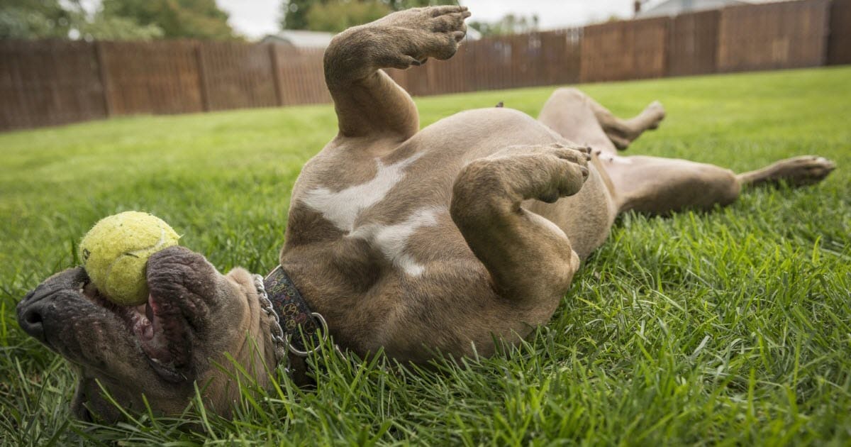 How Long to Keep Dog Off Grass After Weed Killer