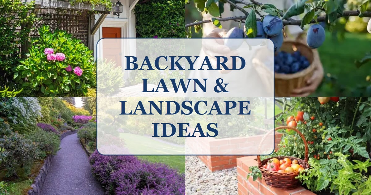 Backyard Lawn Ideas